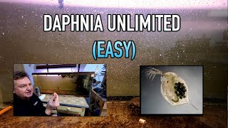 How I Raise Daphnia Water Fleas And You Can Too [upl. by Ekard]