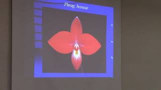 Phragmipedium Quality Flowers amp Culture Part 1 [upl. by Irrem353]