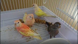 Bird Focus  Bourkes Parakeet  Diet Breeding and Colours [upl. by Eivets]