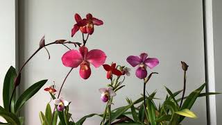 Phragmipedium in flower September 2018 [upl. by Ttelracs]