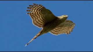 Sparrowhawk Bird Call Bird Song [upl. by Nordin39]