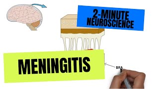 2Minute Neuroscience Meningitis [upl. by Torray135]