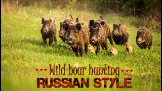 Wild boar hunting Russian style  Best sniper shots on wild boar driven hunt  2021 [upl. by Brookhouse]