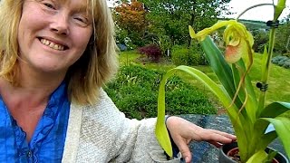 Potting Phragmipedium Orchids [upl. by Adlei755]