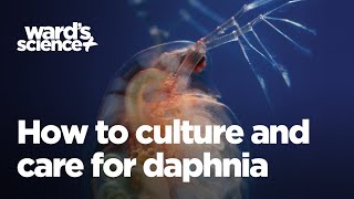 Caring and Culturing for Daphnia [upl. by Mezoff]