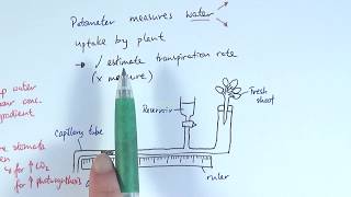 AS Biology  Transpiration OCR A Chapter 93 [upl. by Karil969]