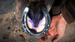 Horse Hoof ABSCESS  How I HELP Him RECOVER  HORSESHOEING [upl. by Lodmilla574]