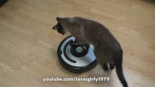 Cat shows HOW TO use iRobot Roomba Vacuum [upl. by Elsa]