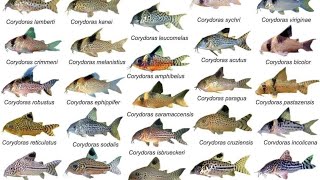 Corydoras ID Compilations part1 Awesome Cory Catfish For Aquarium Corydoras Collection Rare Cory [upl. by Warring]