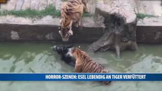 HorrorSzenen Esel lebendig an Tiger verfüttert [upl. by Aleuname974]