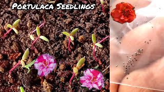 How To Grow Portulaca From Seeds [upl. by Mayce]