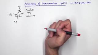 PLP Pyridoxal Phosphate Reactions [upl. by Anasus]