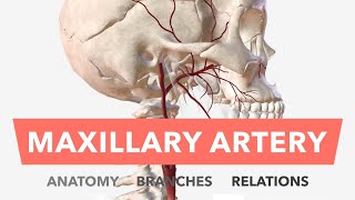 Maxillary Artery  Anatomy Branches amp Relations  Mnemonic [upl. by Boardman904]