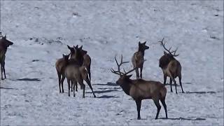 The Most INSANE Elk Hunt Ever MUST WATCH [upl. by Jeromy407]