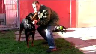 Rottweiler Baco Gefahr oder Familiensegen [upl. by Dempstor]