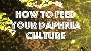 How To Feed Your Daphnia Culture [upl. by Solokin]