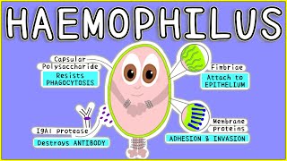 Haemophilus Microbiology Morphology Pathogenesis Diagnosis Treatment [upl. by Nosreip]