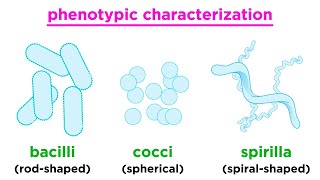 Taxonomy of Bacteria Identification and Classification [upl. by Gram]