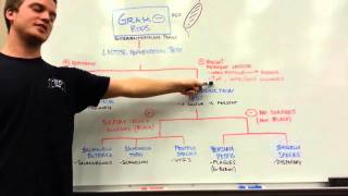 How to distinguish GRAM NEGATIVE RODS [upl. by Adnolor]