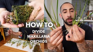 How to Divide Maxillaria Orchids [upl. by Elirpa]