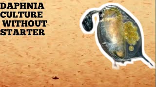 HOW TO CULTURE DAPHNIA NATURALLY WITHOUT A STARTER [upl. by Aneetak]