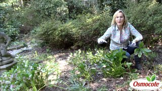 Pruning Hellebores in Deep Shade [upl. by Wiles]