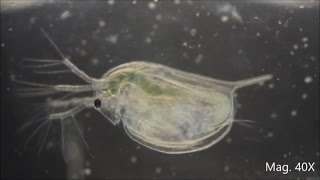 Daphnia magna under the Microscope [upl. by Mayhs371]