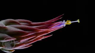 Tillandsia ionantha flowering time lapse [upl. by Madel]