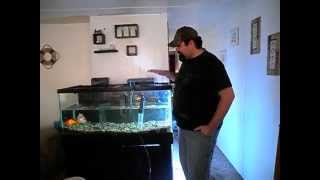 43 How To Cleanly Add Gravel To An Existing Fish Tank Aquarium [upl. by Faydra]