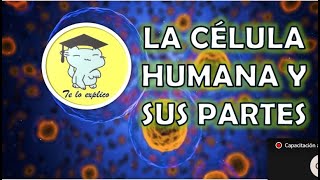 LA CÉLULA HUMANA Y SUS PARTES [upl. by Drofnil424]