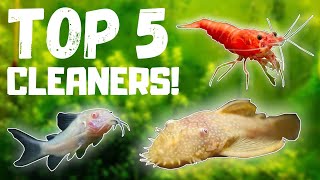 Top 5 BEST Fish Tank Cleaners [upl. by Dulla378]