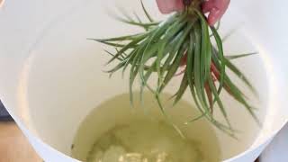 Tillandsias culture et arrosage [upl. by Bazluke]