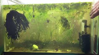 Scuds Daphnia Cherry Shrimp Copepods My aquatic food culture [upl. by Atworth]