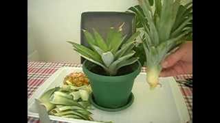 Kako zasaditi ananas  How to grow a Pineapple  cat included [upl. by Garbe]