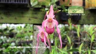 Phragmipedium Schroderae  Orquidário Imirim [upl. by Eatnoj]