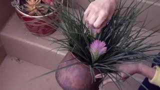 How to Grow Tillandsia Cyanea  Gardening Advice [upl. by Ailemac]