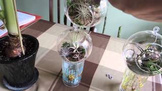 Tillandsia Air Plants Growing in Glass Orb Terrariums [upl. by Harleigh]