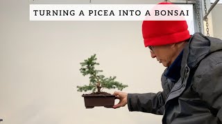 Turning a Picea into a Bonsai [upl. by Dena]