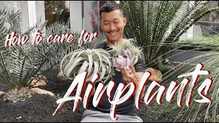 Tillandsia  Airplants care and propagation [upl. by Nyrrad]