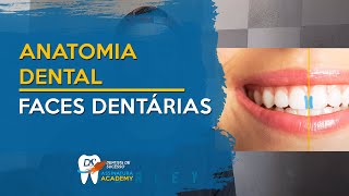 Faces dos Dentes  ANATOMIA DENTAL [upl. by Garrity]