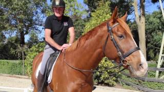 Welcome to our equitation science channel with Andrew McLean [upl. by Carlie310]