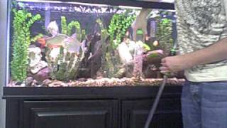 Cleaning fish tank using an Auto Gravel Cleaner [upl. by Aisyat155]