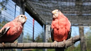 Rosey Bourke Parakeets bathing playing and singing  Bourke Parakeet Sounds [upl. by Ahteral916]