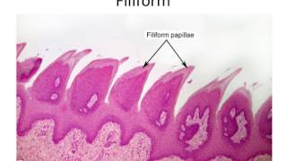 Histology Taste Buds and Lingual Papillae [upl. by Wallache369]