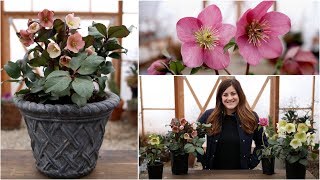 Hellebore Care Guide  Garden Answer [upl. by Airreis]