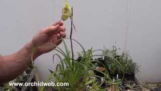 OrchidWeb  Phragmipedium pearcei [upl. by Schlosser]