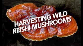 Harvesting Wild Reishi Mushrooms [upl. by Bekelja78]