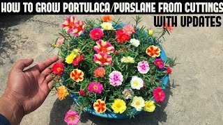 How To Grow PortulacaPurslane From CuttingsFull Updates [upl. by Kciredor854]