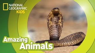 Cobra 🐍  Amazing Animals [upl. by Natala]