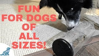 Brain Games For Dogs DIY [upl. by Ellehsad260]